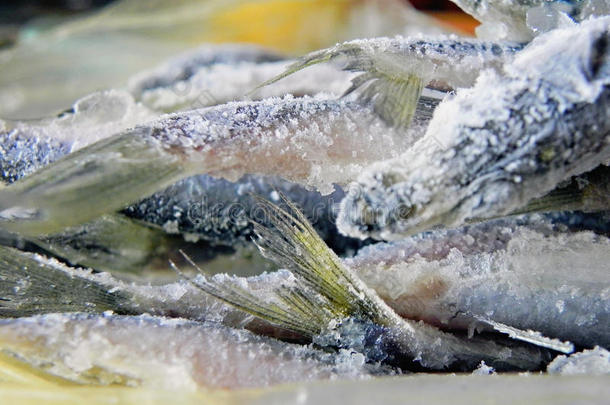 冷冻的鲱鱼属的小鱼