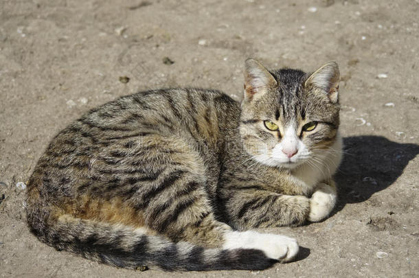 指已提到的人无家可归的有条纹的猫