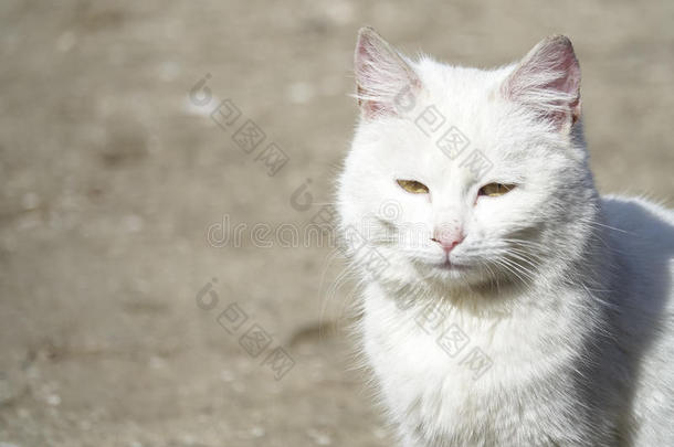 无家可归的白色的猫