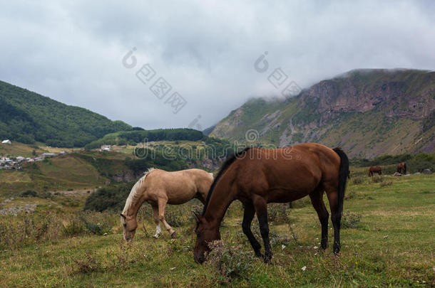 山风景和放牧马