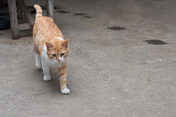 红色的猫是（be的三单形式步行采用稳定的.