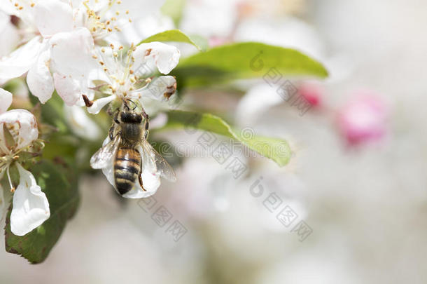 蜜蜂给传授花粉野<strong>苹果花</strong>,顶看法