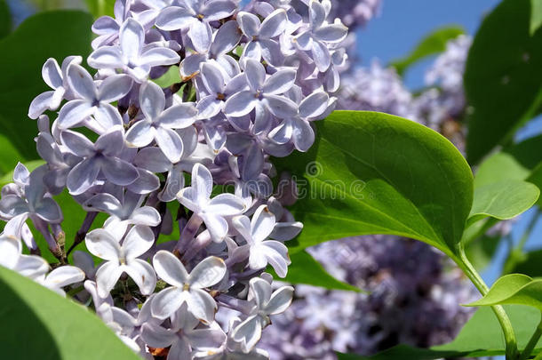 丁香花属