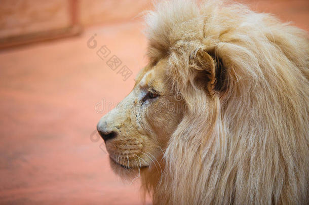 单一的狮子有样子的君主的起立自豪地