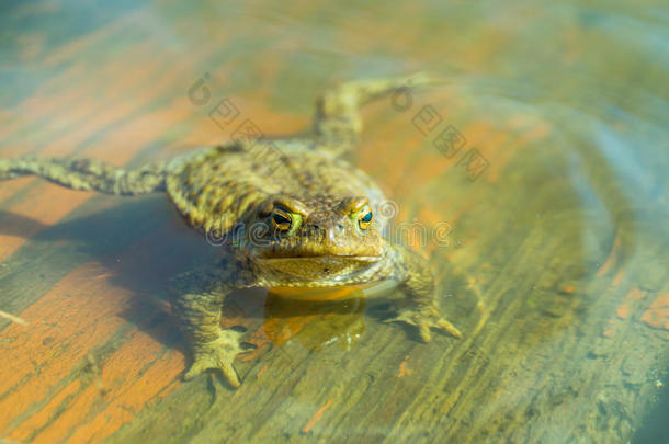 乌戈尔青蛙采用水