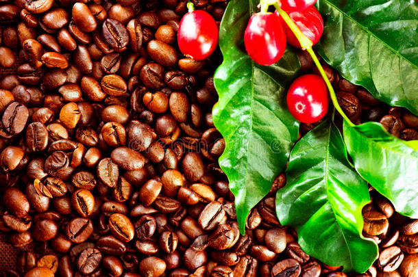 咖啡豆.真的咖啡豆植物向烤咖啡豆背景