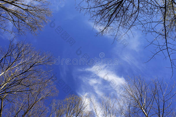 卷云云在上面树