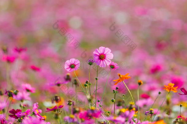 宇宙花草地,宇宙,花s宇宙关于辛哈公园沥青