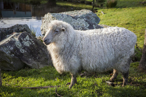 满的身体关于<strong>美</strong>利奴<strong>羊羊</strong>采用家畜农场新的西兰岛