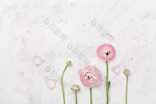 美丽的粉红色的毛茛属植物花向白色的表顶看法.植物群