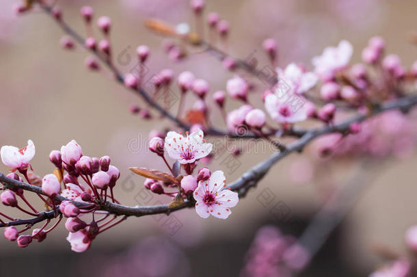 樱桃花树枝