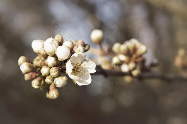 苹果花树枝和正发芽的花.