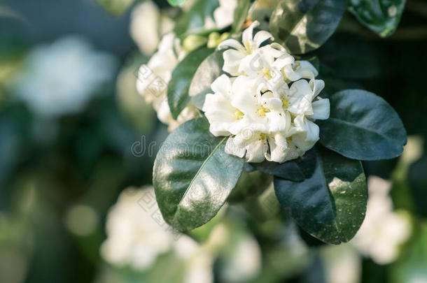 白色的茉莉花特写镜头和污迹背景