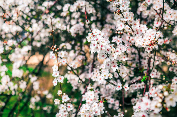 樱桃树花.春季花背景.