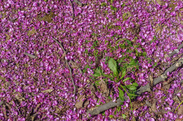 满的关于粉红色的花关于监视孔树紫荆西里古斯特姆干的干燥的宠物