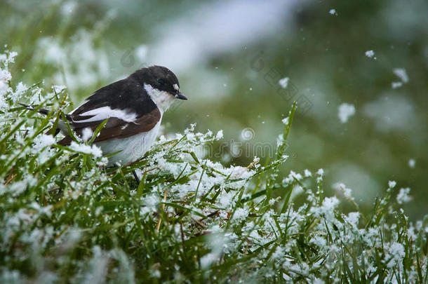 欧洲的斑驳的捕蝇器采用雪