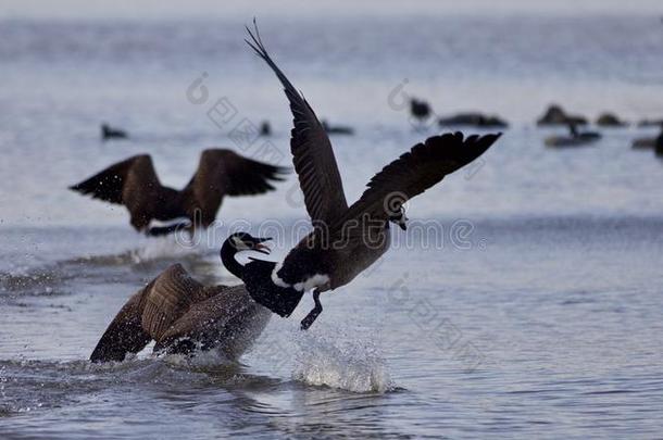 美丽的隔离的影像和加拿大goose的复数形式采用飞行