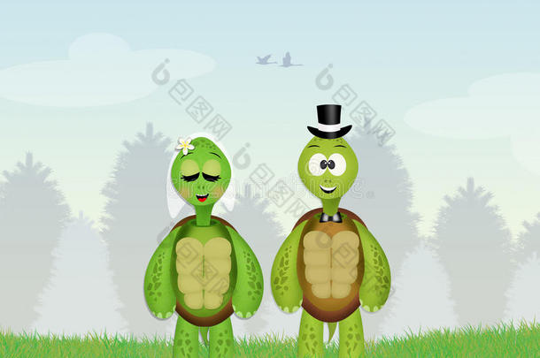 海龟配偶