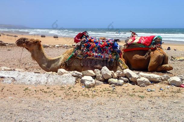 日记在埃塞俄比亚人木木海滩在近处索维拉,摩洛哥羊皮革