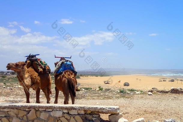 日记在埃塞俄比亚人<strong>木木</strong>海滩在近处索维拉,摩洛哥羊皮革