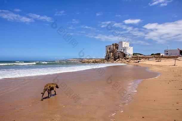 埃塞俄比亚人<strong>木木</strong>海滩在近处索维拉,摩洛哥羊皮革