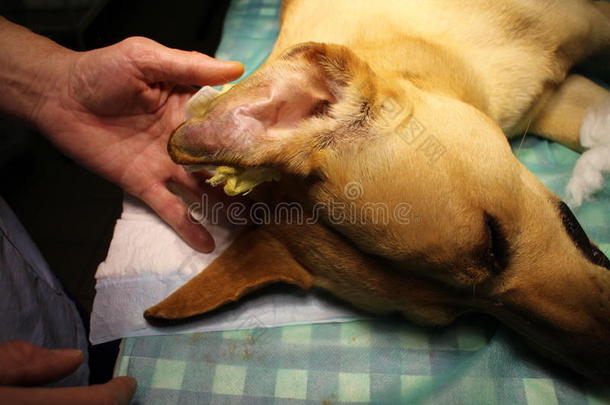 兽医的外科学-卵巢瘤在旁边狗
