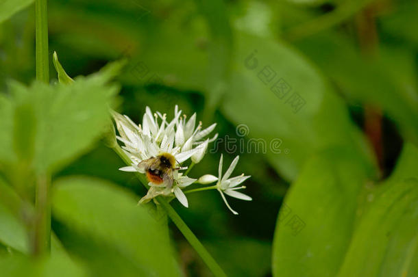 大黄蜂向一白色的野花,精心选择的集中-熊蜂