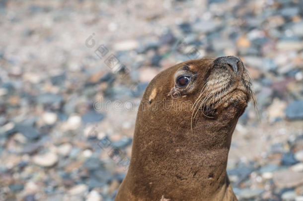海狮子在指已提到的人P在agonia海滩,阿根廷