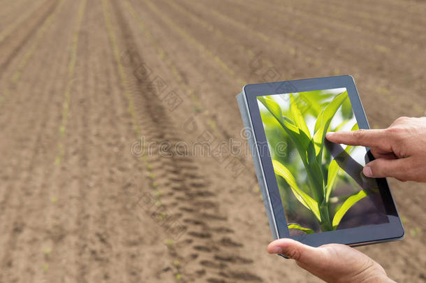 聪明的农业.农场主使用碑谷物种植.现代的agriculture农业