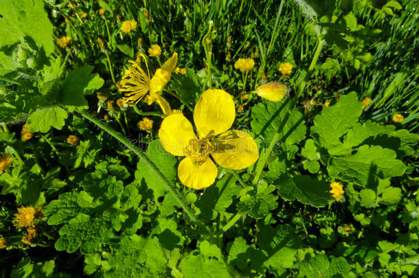 <strong>白屈菜白屈菜</strong>属人名植物