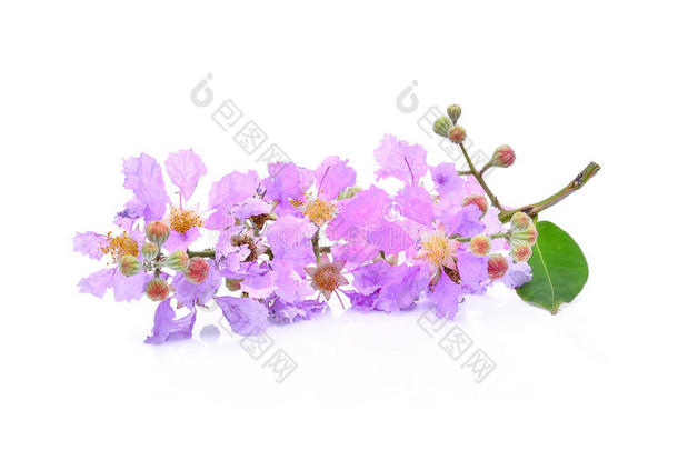 紫色的花紫薇属花束月季向白色的