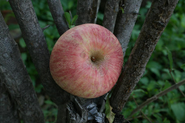 苹果.集中在苹果位向树