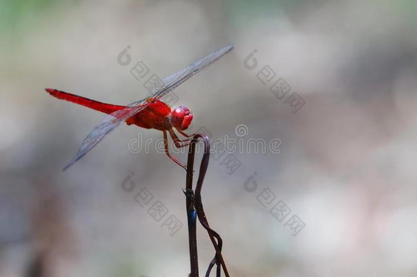 红色的蜻蜓,蜻蜓,昆虫.