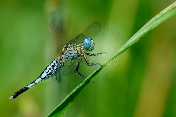 蓝色蜻蜓,蜻蜓,昆虫.