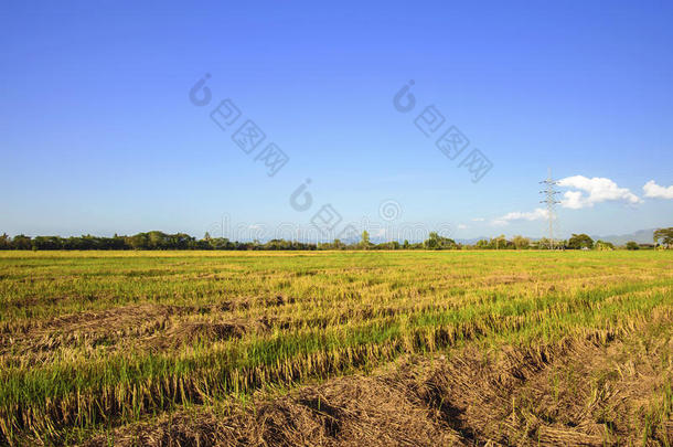 <strong>园林景观</strong>关于稻作物收割后遗留在地里的残茎后的收割