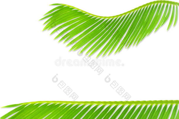 绿色的手掌<strong>椰</strong>子树树叶质地向白色的背景和