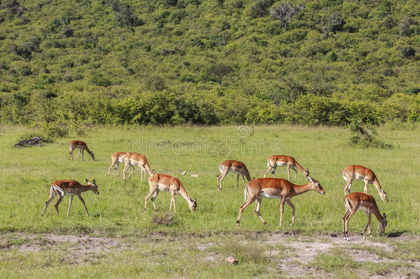 野生的鸟兽等采用马赛巴塔哥尼亚野兔公园采用肯尼亚