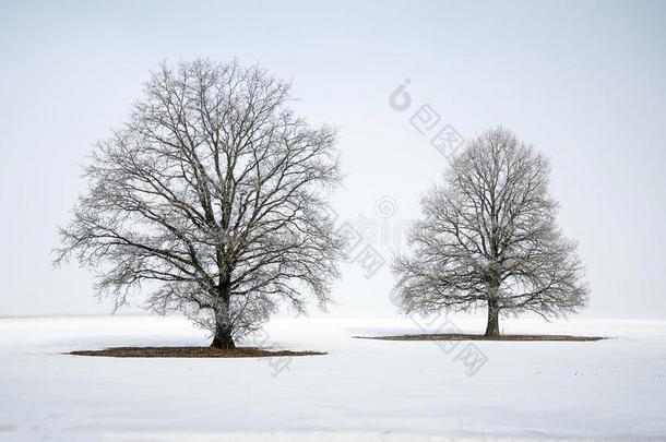抽象的冬风景和一<strong>孤单</strong>的树采用白色的雪.