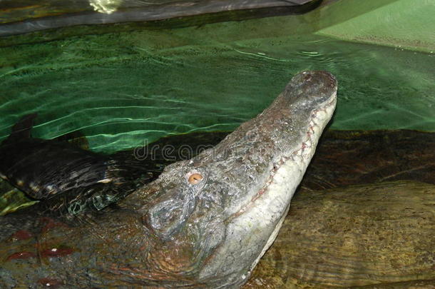 鳄鱼水族馆采用劫掠去作水手