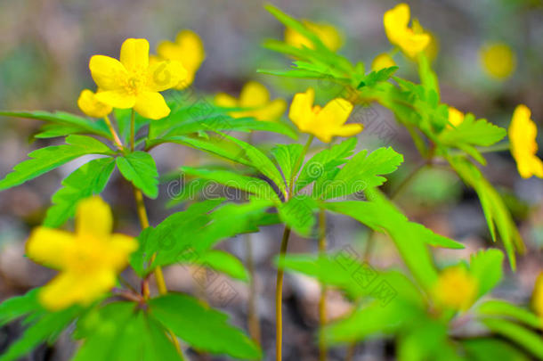 黄色的银莲花,黄色的木材银莲花,毛茛银莲花银莲花英语字母表的第18个字母