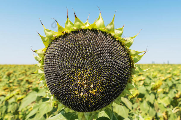 黑的种子关于向日葵采用植物