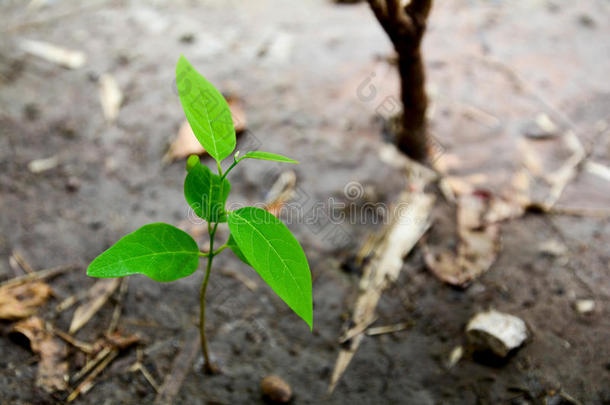 植物种植向墙和象征搏斗和重新开始.