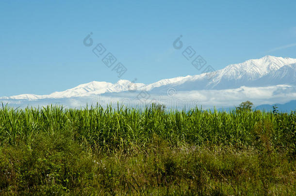 甘蔗种植园-阿根廷
