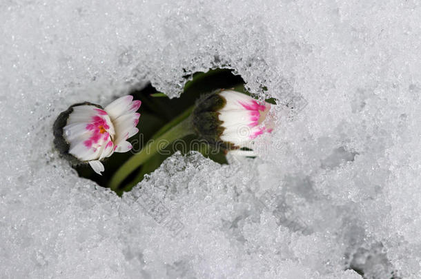 雏菊采用指已提到的人雪