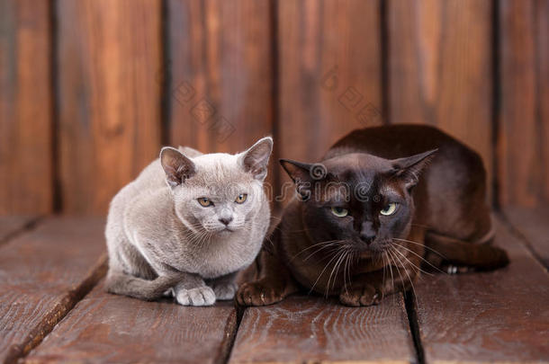 小猫和成熟的猫产欧洲的缅甸人,父亲和儿子sitting-room起居室