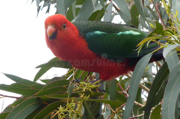 红色的和<strong>绿色</strong>的国王鹦鹉鸟采用一树