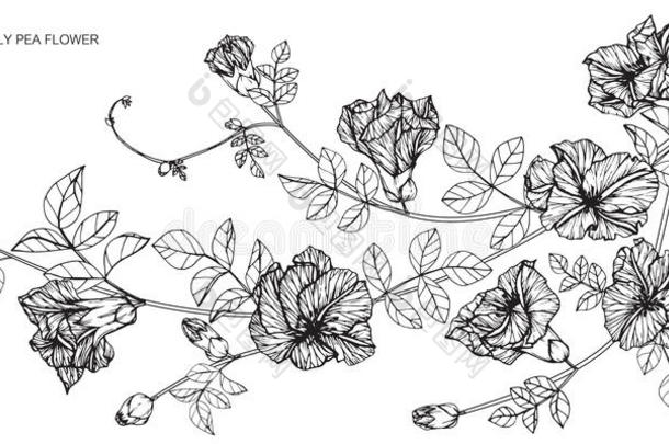 蝴蝶豌豆花绘画和草图和线条-艺术
