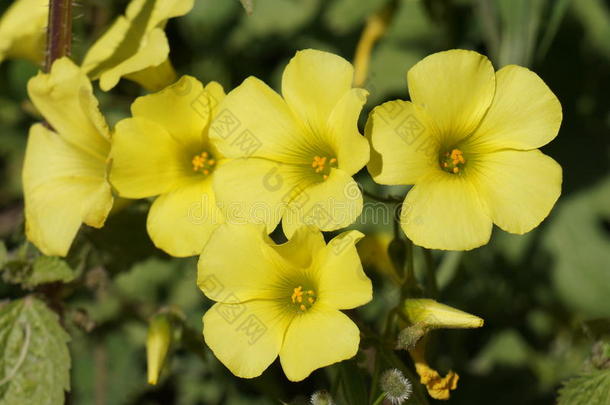 酢浆草足-卡普拉,黄色的花