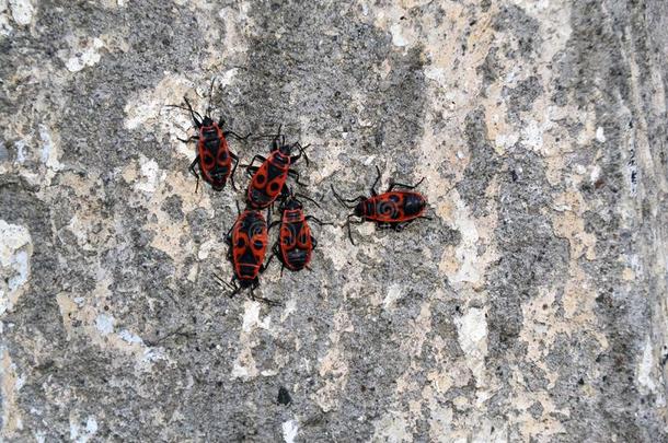 公司关于红色的和黑的甲虫向指已提到的人墙
