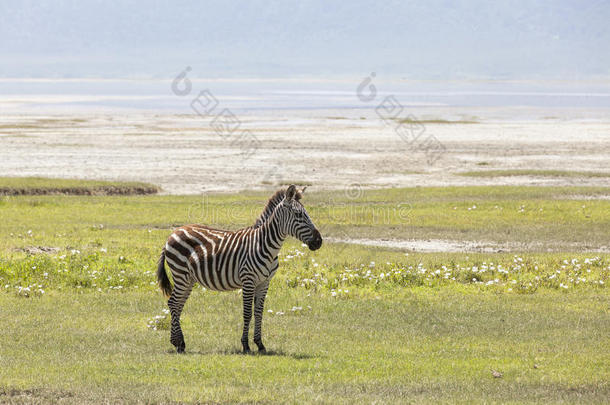 斑马采用恩戈龙戈罗国家的公园,坦桑尼亚